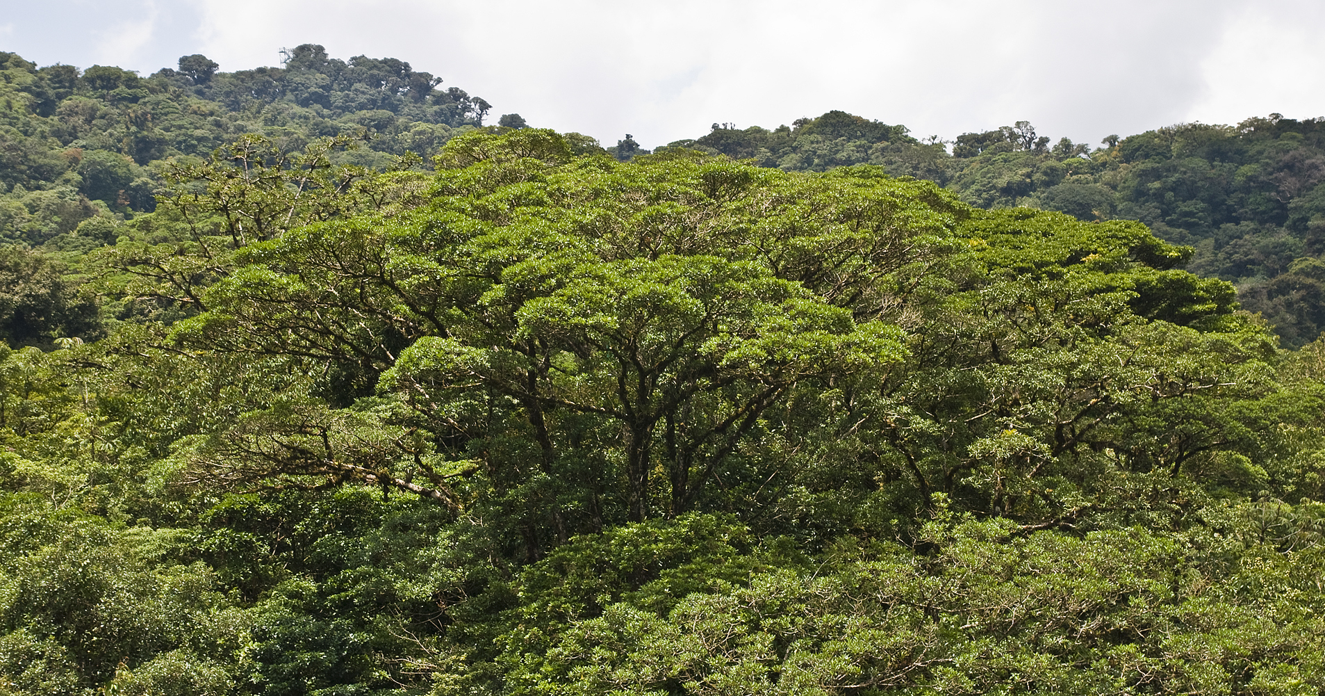 Monteverde9.jpg